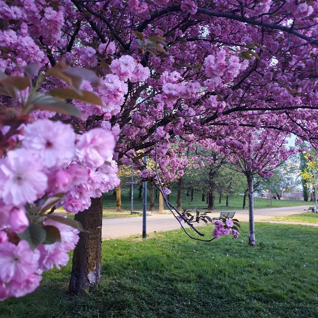 albero fiorito al Parco Forlanini di Milano